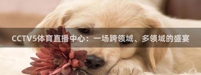 免费nba小九比赛直播高清